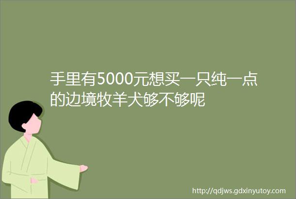 手里有5000元想买一只纯一点的边境牧羊犬够不够呢